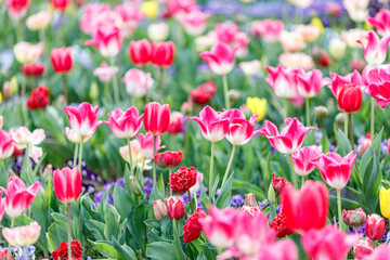 	鮮やかなチューリップ 畑