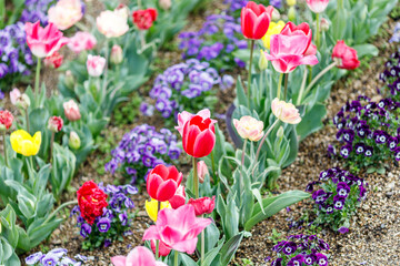 チューリップ が咲く花壇