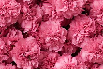 pink carnations background wall texture pattern seamless wallpaper