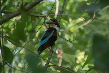Throated Kingfisher(Halcyon smyrnensis)