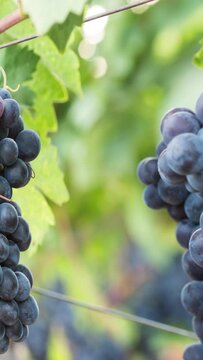 grapes on vine with copy space. Vertical design in 9:16 ratio for smartphone and social media