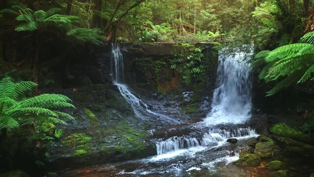 Virgin jungle forest nature Tasmania Australia. Rainforest waterfall calm scene