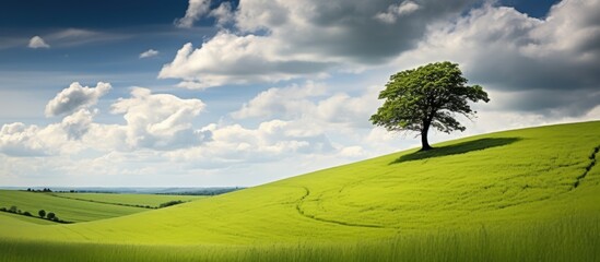 Lush meadow on hill with tree under cloudy sky. Moravia, Czech Republic.