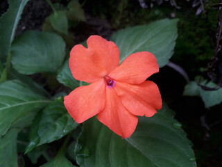 orange impatiens asian flower