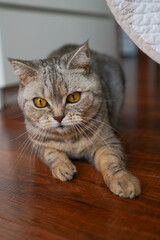 Obraz premium Portrait of a beautiful cat. Cute Cat Portrait. Happy Pet. Gray Scottish Straight cat sleeping.Home scene