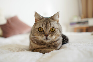 Portrait of a beautiful cat. Cute Cat Portrait. Happy Pet. Gray Scottish Straight cat sleeping.Home scene