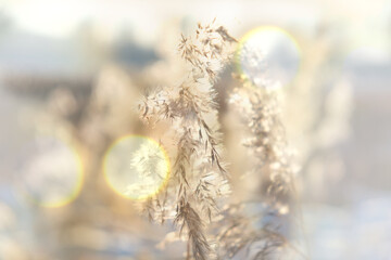 Blurred, softness, Nature background with Pampas grass outdoor in light pastel colors. Dry reeds...