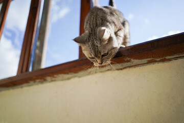 Portrait of a beautiful cat. Cute Cat Portrait. Happy Pet. Gray Scottish Straight cat sleeping.Home scene
