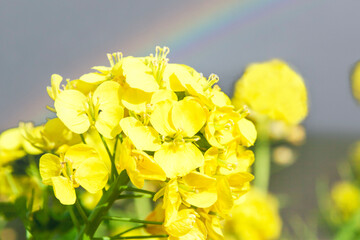 菜の花のバックに虹
