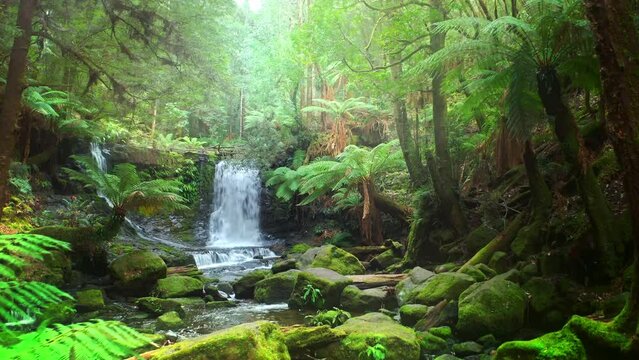 Discover beautiful waterfall in tropical jungle forest of Australia. Tasmania