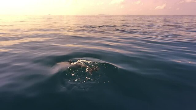 Serene and tranquil wild ocean nature. Dolphins swim in Sri Lanka sea