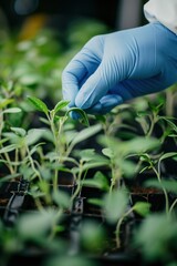 Biotechnological research of plants for agriculture laboratory