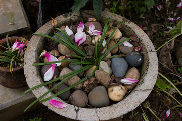 pink and white magnolia flower in a pot with pebbles