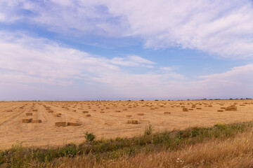Fototapeta premium Lots of bales of hay on the field.
