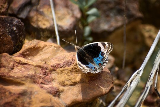 photo of a blue pansy butterfly.