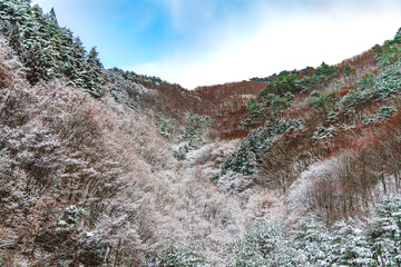 landscape of a mountain and forest covered with snow
