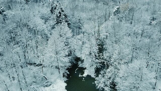 A drone flight over the forest and a pond in the middle of winter.