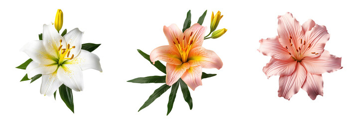 collection of tropical exotic flowers isolated on a white background