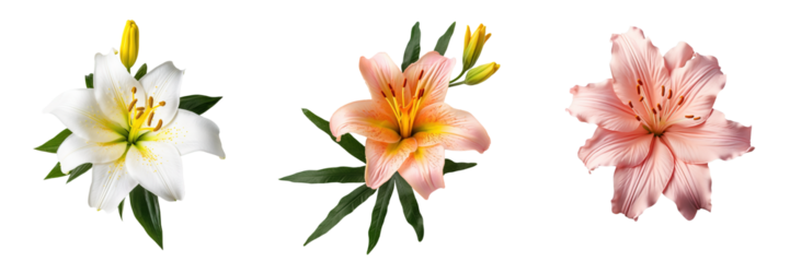 collection of tropical exotic flowers isolated on a white background