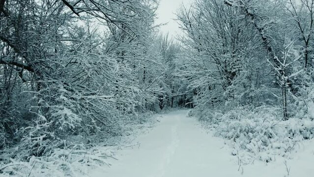 A drone flight down a path through the forest in the middle of winter.