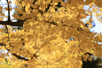 Yellow leaves cover the forest floor in autumn solitude Nov 28 2023