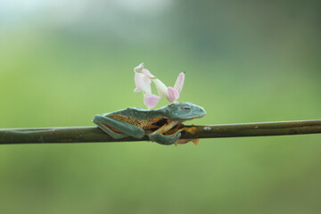 a frog, an orchid mantis, a cute frog and an orchid mantis on its back
