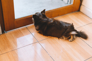Cute dog relaxing on floor at modern living room