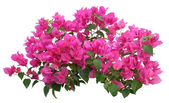 Pink Bougainvillea flower isolated on transparent background