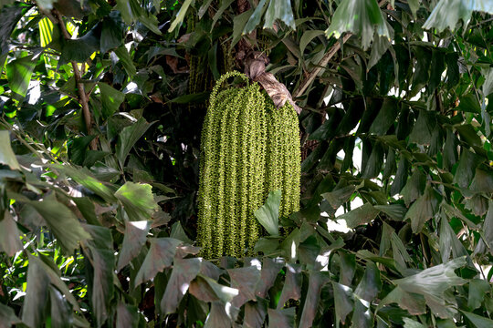 Close Up View Young Green Fruits Of Fishtail Palm Or Caryota Mitis Hanging On The Tree In The Garden