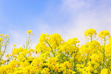 菜の花と青空｜二分割