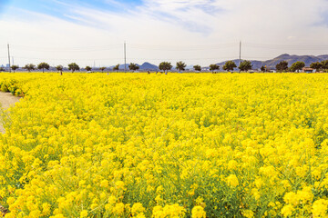 辺り一面の菜の花畑