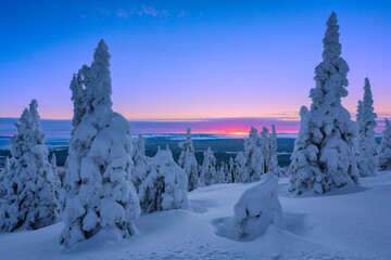 Snowy Trees At Sunset