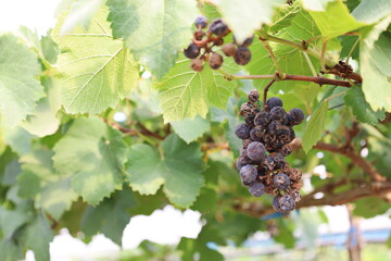 Grapes damaged by thrips. Bunch of Queen Nina Grape with brown skin and broken fruit and stunted...