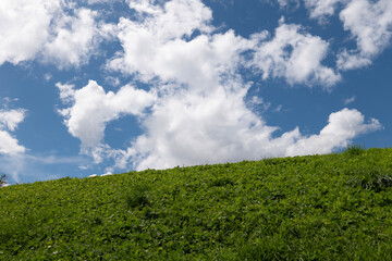 Fototapeta na wymiar 緑の丘と青い空