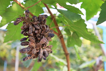 Grapes damaged by thrips. Bunch of Queen Nina Grape with brown skin and broken fruit and stunted growth in organic garden on blurred green leaf background with copy space and selective focus.