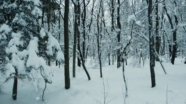 A drone flight through the woods in the middle of winter.