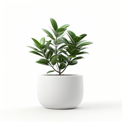 A small potted plant with green leaves on a white background,