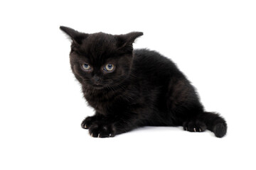 fluffy purebred black kitten sits sideways on an isolated background