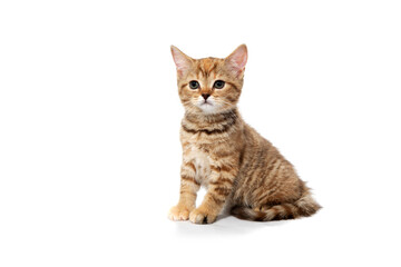 ginger purebred kitten sits on an isolated white background