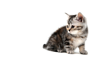 Fototapeta premium Fluffy purebred gray kitten on a white isolated background