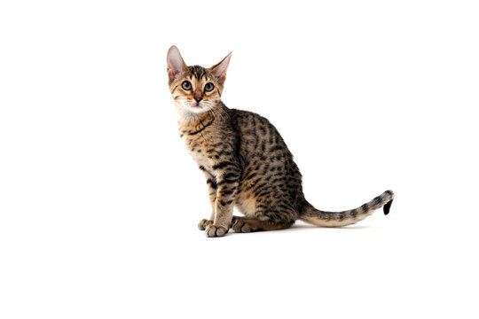 Purebred smooth-haired cat on a white isolated background