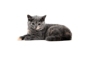 Fluffy purebred gray kitten on a white isolated background