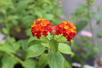 lamtama red yelloe flower in garden