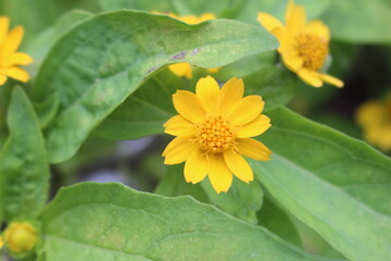 yellow flower in the garden