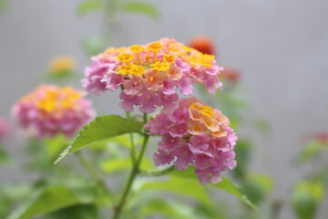 red and yellow flowers