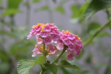 Fototapeta premium bee on pink flower