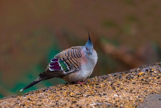 The crested pigeon (Ocyphaps lophotes) is a bird found widely throughout mainland Australia except for the far northern tropical areas