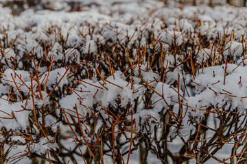 Plans branches covered with snow