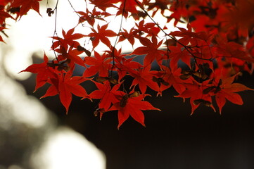紅葉の行道山浄因寺1