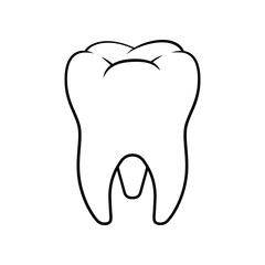 Molar teeth vector line art isolated white background.